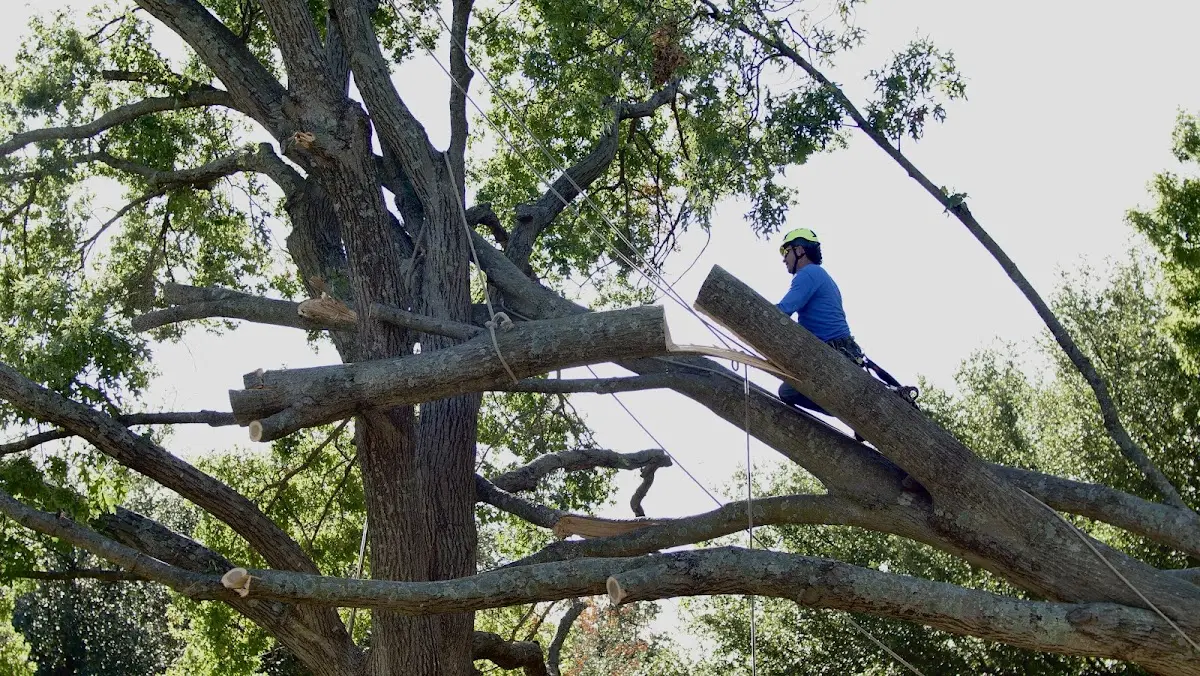 Professional Hazardous Tree Removal performed by certified arborists in Lyerly