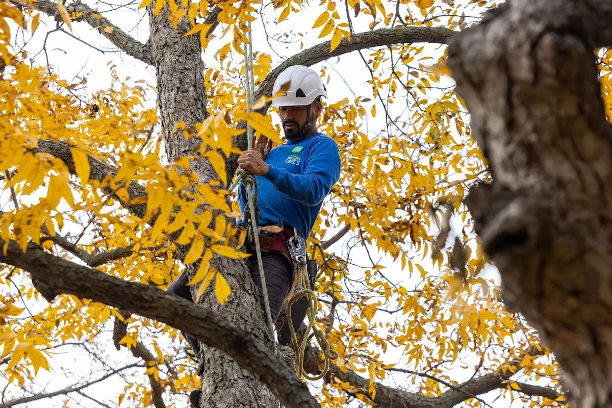 Skilled Tree Pruning crew working in Lyerly