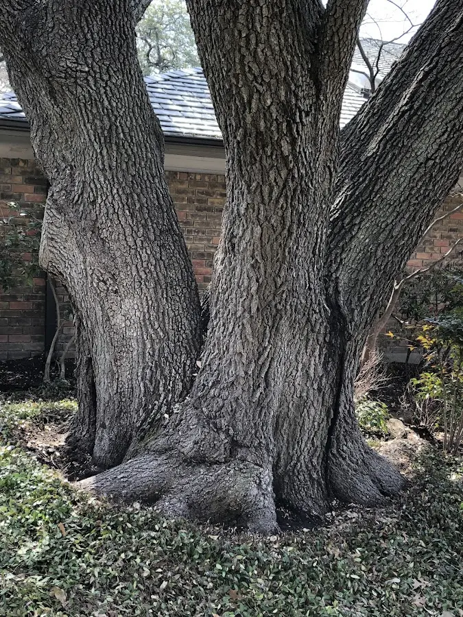 Mature heritage tree close to a Lyerly property cared for by certified arborists